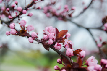 Beautiful flowering Japanese cherry - Sakura.