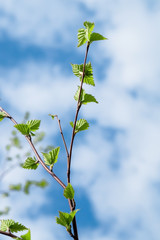 green young leaves against the blue sky