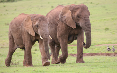 African Elephant Herd