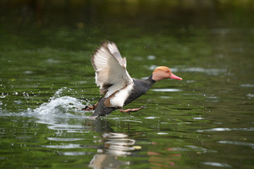Red-crested Pochard, Netta rufina