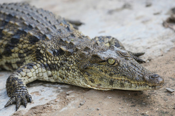 Crocodile Reptle Portrait