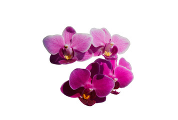 Fototapeta na wymiar Beautiful blooming orchid isolated on white