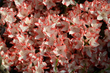 Campanelle bianche e rosa