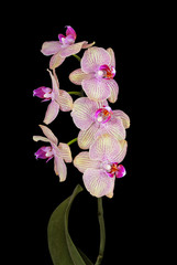 pink orchid flower isolated on black