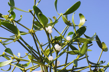 White mistletoe berries over the blue sky background