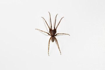Spinne, von oben