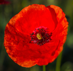 red poppy