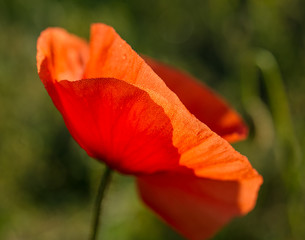 Fototapeta premium red poppy
