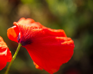Obraz premium red poppy