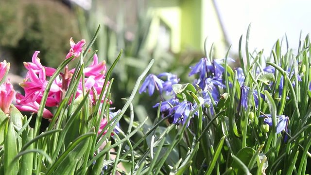 Fresh, Spring flowers growing in the garden, footage