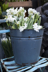 Spring planting daffodils in the pail