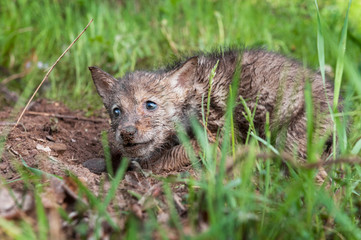 Fototapeta premium Coyote (Canis latrans) Pup in the Dirt