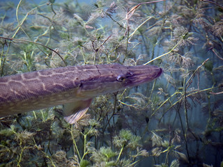pike fish (Esox lucius) in an alpine lake, Italy