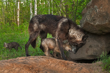 Black Wolf (Canis lupus) and Pup Share Moment at Densite