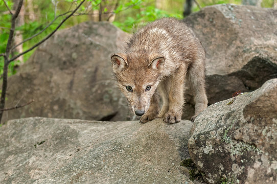 Grey Wolf (Canis lupus) Pup Looks Down from Atop Rock