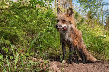 Red Fox Vixen (Vulpes vulpes) with Meat Snack in Her Mouth