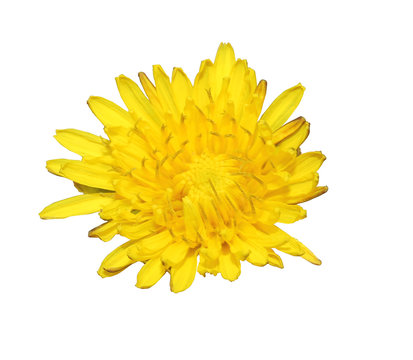 Yellow flower of spring white background