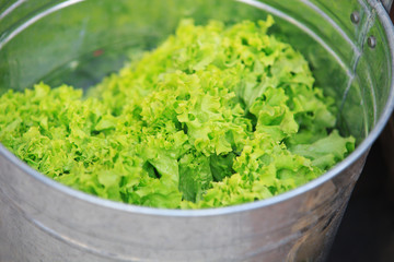 Lettuce salad