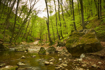 Fototapeta na wymiar River in the woods