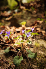 Violet on the spring forest