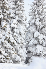 Fototapeta na wymiar fir trees covered with snow on a winter mountain
