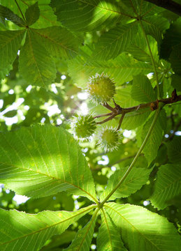 Chestnut tree in the morning