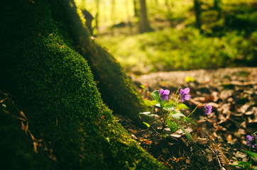 Violet on the spring forest