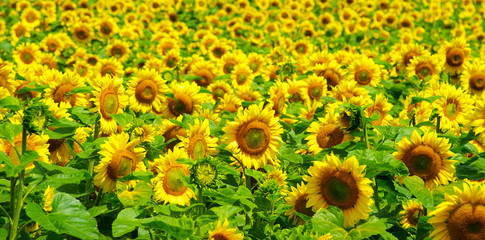 Fototapeta premium sunflowers