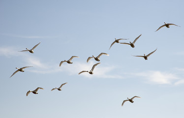 Swans in flight