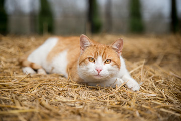 Cat on hay