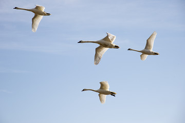 Swans in flight