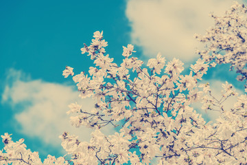 Fototapety  Retro zdjęcie białych kwiatów magnolii na wiosnę