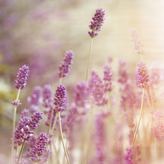 Beautiful lavender flower