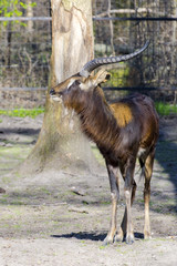 Nile lechwe (Kobus megaceros)