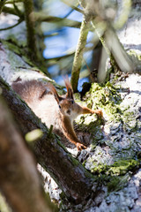 aufmerksames eichhörnchen