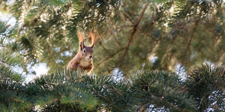 eichk&auml;tzchen in der tanne