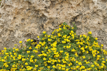 Flowering plant lotus creticus close-up, horizontal outdoors