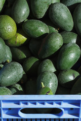Ripe avocados in a box close-up on the market