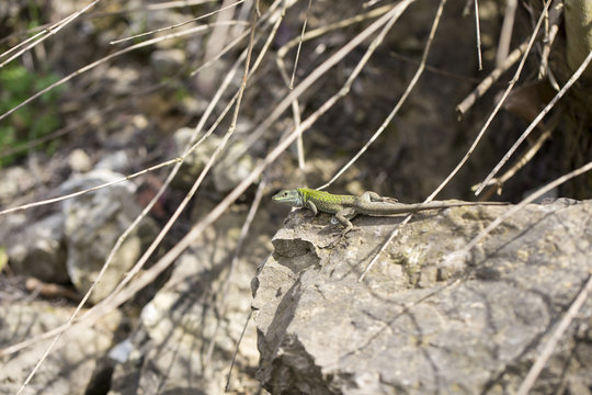 The Balkan green lizard walking on rock, Lacerta trilineata