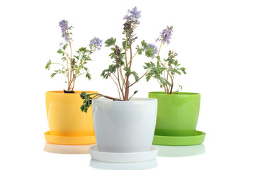 flowers in pots isolated