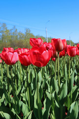 Many red tulips in a flowerbed