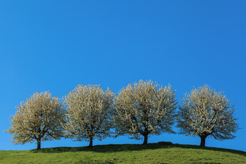 Blossoming cherry trees. Fricktaler "Chriesiwäg" © MariaBobrova