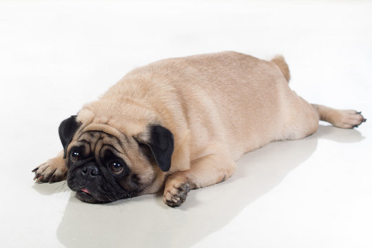Fat pug lying on ground