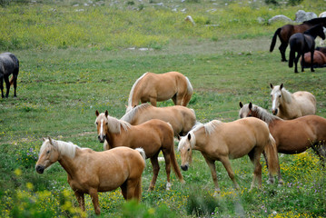Obraz premium Caballos libres y salvajes