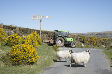 Sheep crossing road on Dartmoor Devon England UK