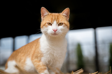 Cat on hay