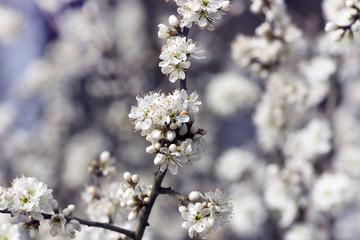 Beautiful white flowers on the bush
