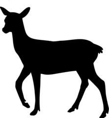 Silhouette of Roe Deer
