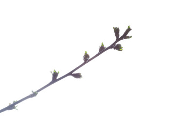 Green Branch