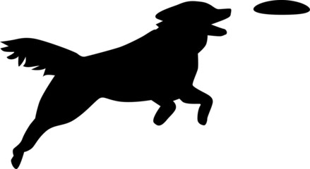 Dog catching frisbee